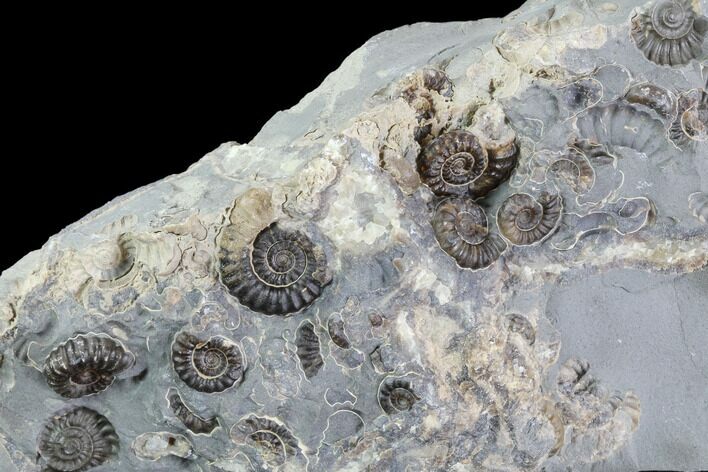 Ammonite (Promicroceras) Fossil Cluster -Somerset, England #86276